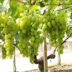 Why Seeded Grapes Are Better than Seedless?
