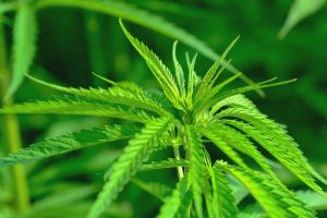 marijuana