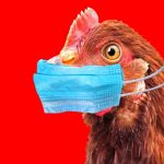 Avian flu