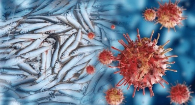 A Marine Virus Is Causing Eye Problems in Humans sea virus