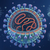 Hantavirus