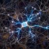 Neurogenesis
