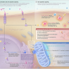 Is Lithium an Alzheimer’s Disease-Modifying Therapy? lithium-for-dementia-jama-study