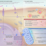 lithium-for-dementia-jama-study